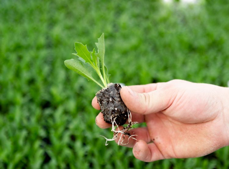 Stek met OptiPlug paperpot Stek met OptiPlug paperpot