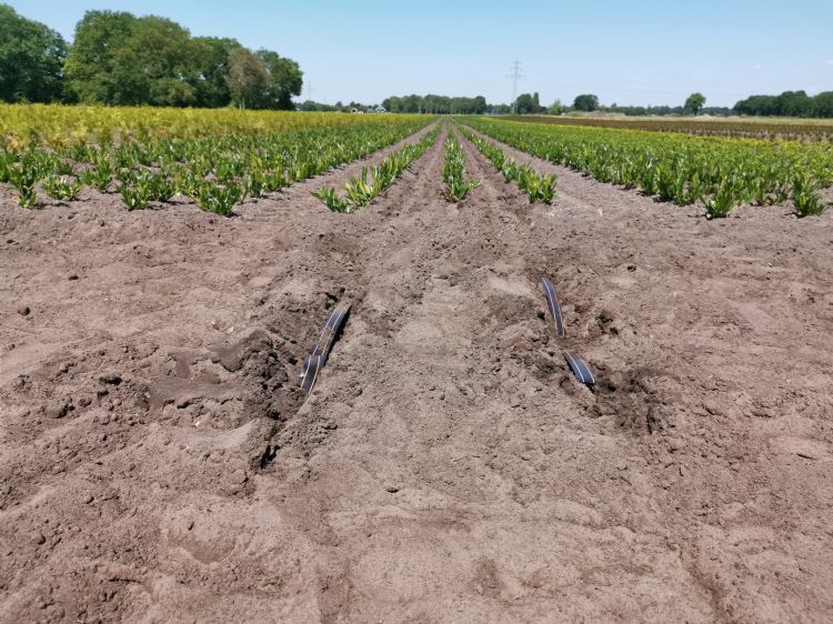 De druppelslangen van Netafim Netherlands De druppelslangen van Netafim Netherlands