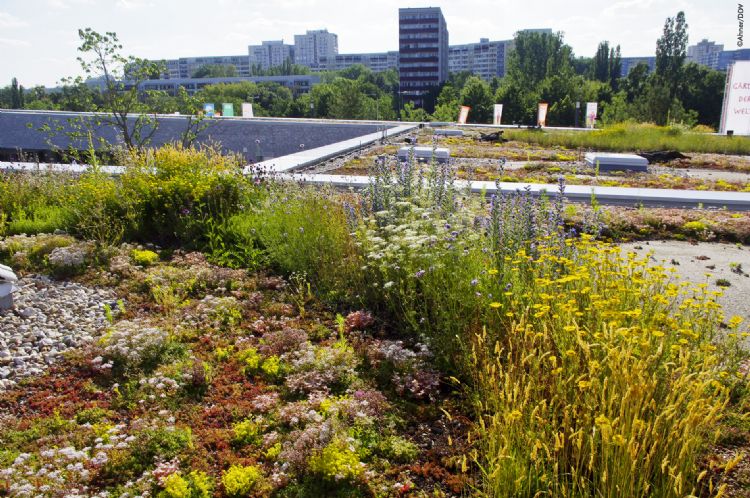 Ook bij de daktuin IGA in Berlijn werd Zinco ingeschakeld. Ook bij de daktuin IGA in Berlijn werd Zinco ingeschakeld.